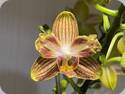 Phal. NCK Goldy Star